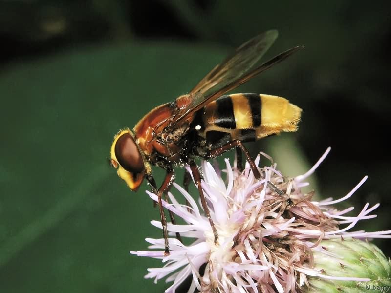 Volucella zonaria (Poda, 1761)